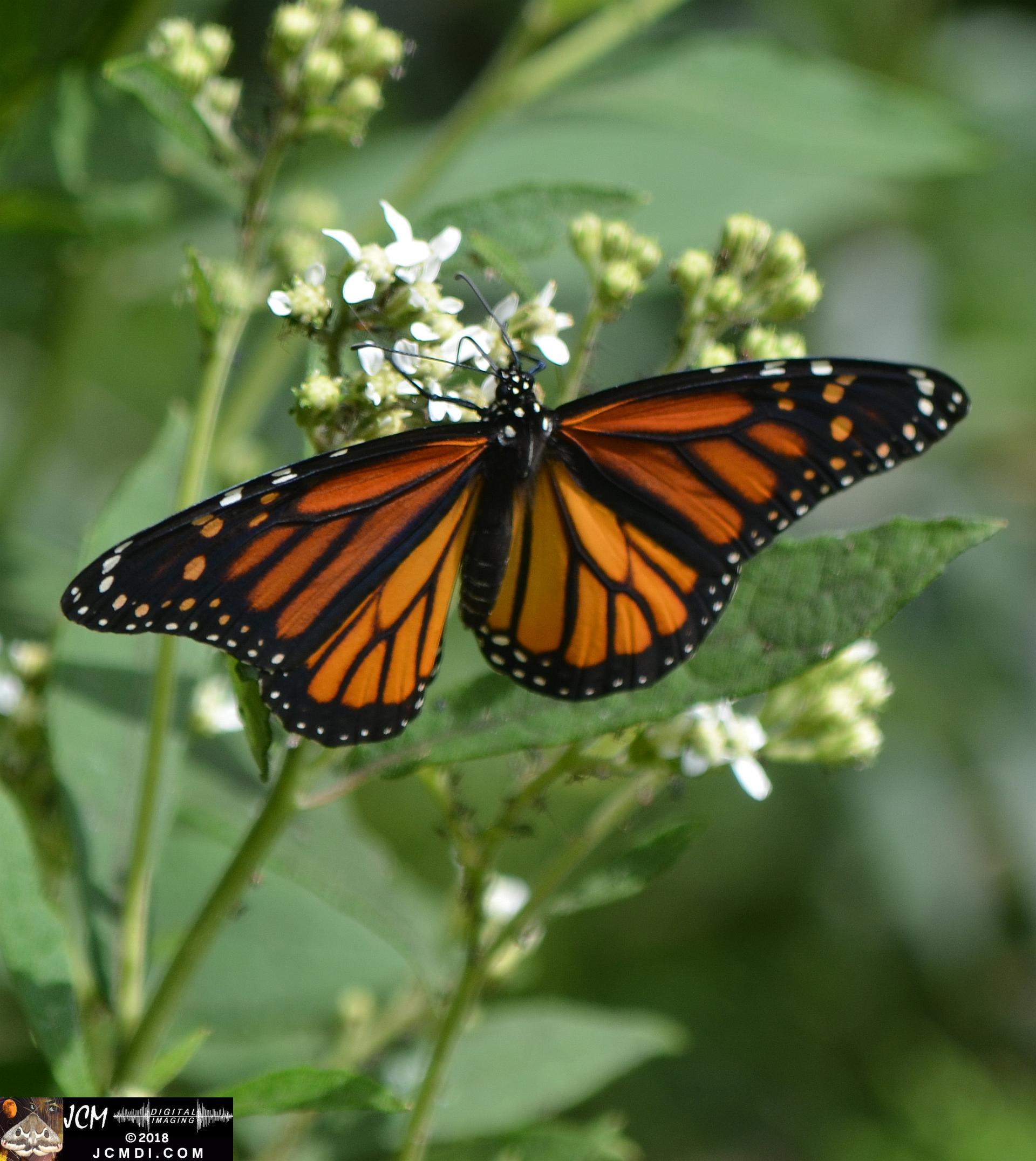 Monarch female on white flowers (Nikon D5100)